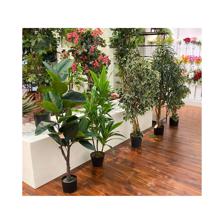 PLANTA ART. C/POTE 120X60X120C - 592-400043
