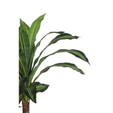 DRACAENA C/POTE - 592-400202
