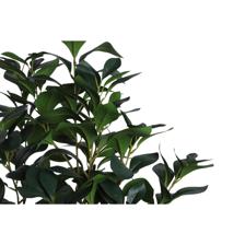 PLANTA COM VASO 70X120X120CM - 592-400204