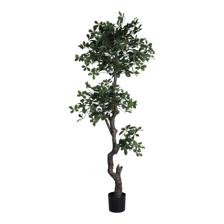 PLANTA CON POTE - 592-400205