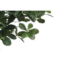 PLANTA CON POTE - 592-400205