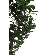 PLANTA CON POTE - 592-400206