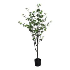 120cm Enkianthus tree6" Po - 592-400209