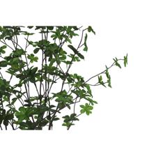 120cm Enkianthus tree6" Po - 592-400209