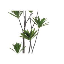 170cm Dracaena reflexa w/pot 12 heads - 592-400217