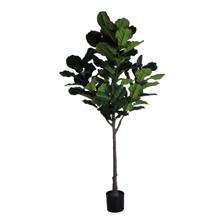 FICUS LIRATA C/POTE - 592-400223