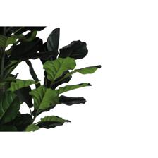 FICUS LIRATA C/POTE - 592-400223