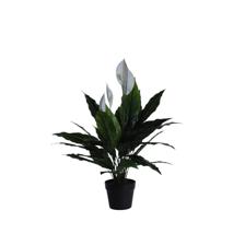 75cm Spathe Flower w/pot - 592-400229