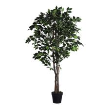 FICUS C/POSTE - 592-400238