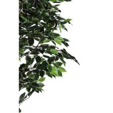 FICUS C/POSTE - 592-400238
