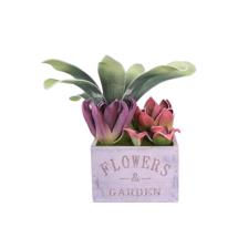 SUCCULENT WITH POT 30X20 CM - 592-430009