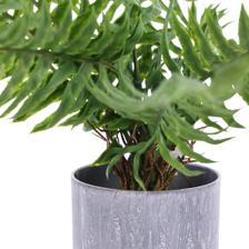 FERM PLANT - 592-450137