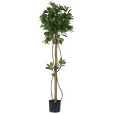 PLANT WITH POT - 592-460031