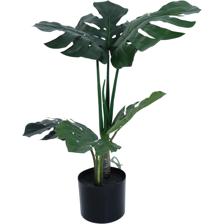 600CM MONSTERA PLANT X6LVS INPOT - 592-460039