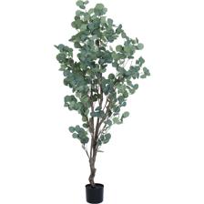 150CMPOTTED EUCALYPTUS X546LVSIN POT - 592-460041