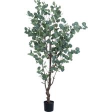 150CMPOTTED EUCALYPTUS X546LVSIN POT - 592-460041