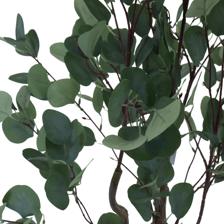 EUCALYPTUS WITH POT 120X70X - 592-460042