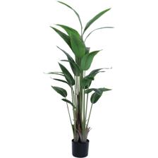 150CM POTTED BEAUTY PLANT X25LVS IN POT - 592-460043