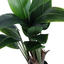 900CM POTTED BEAUTY PLANT X18LVS IN POT - 592-460045