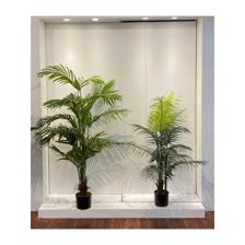 PLANTA C/POTE - 592-460070