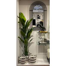 PLANTA C/POTE - 592-460078