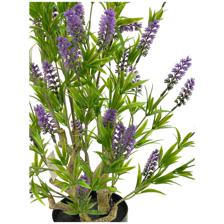 60cm LAVENDER Tree in Pot - 592-460102