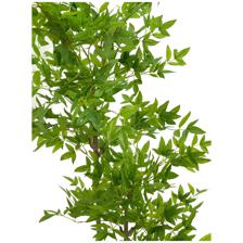 120cm nandina Tree in Pot - 592-460107