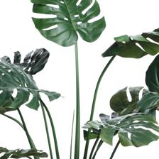 VASO C/ DE EUCALIPTO - 592-460113