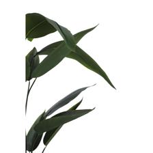 180CM POTTED BEAUTY PLANT X25LVS IN POT - 592-460137