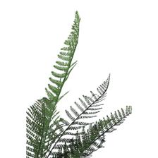 SAMAMBAIA C/POTE - 592-460138