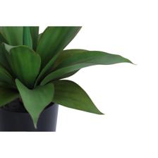 30CM AGAVE PALMX18LVS IN POT - 592-460145