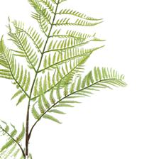 agave palm - 592-460151