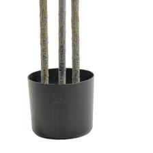 agave palm - 592-460155