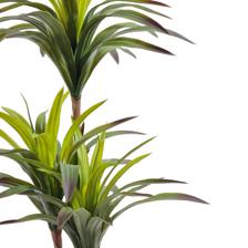 agave palm - 592-460155
