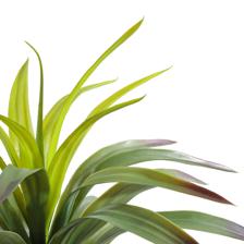 agave palm - 592-460155