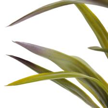 AGAVE C/POTE 15X60X150CM - 592-460156