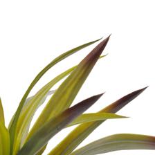 AGAVE C/POTE - 592-460157
