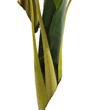 BANANA C/ POTE - 592-460160