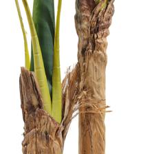 banban palm - 592-460161