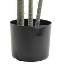 DRACAENA C/POTE 180X70X180CM - 592-460166