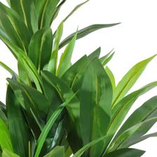 DRACAENA C/POTE 180X70X180CM - 592-460166