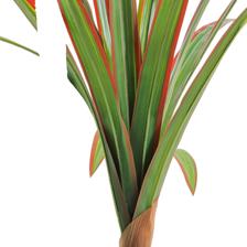 YUCA C/POTE 150X60X150CM - 592-460168