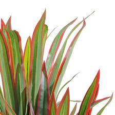 YUCA C/POTE 150X60X150CM - 592-460168