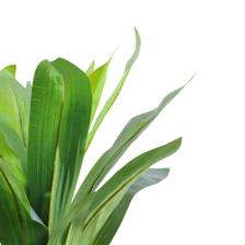 moundlily - 592-460169