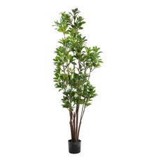moundlily - 592-460172