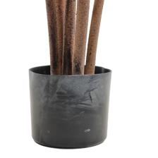 moundlily - 592-460172