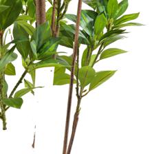 moundlily - 592-460172