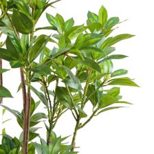 moundlily - 592-460172