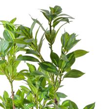 moundlily - 592-460172