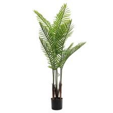 PALMA C/POTE 160X70X160CM - 592-460176